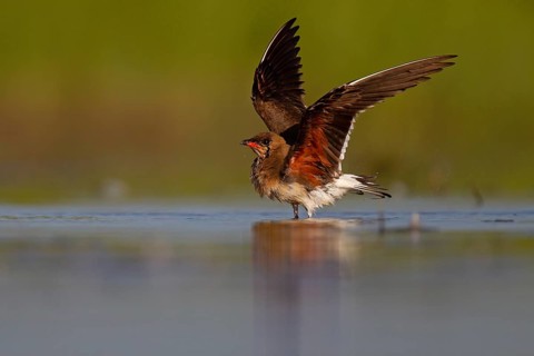 Collared pratincole (Glareola pratincola) bathing in the water, Danube Delta Biosphere Reserve,