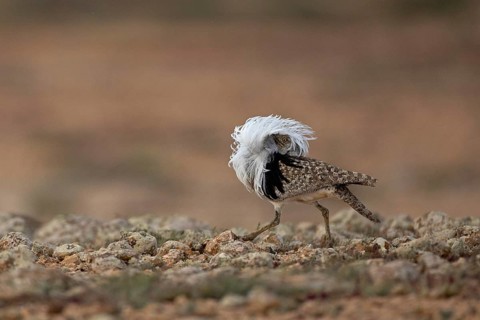 Saharan Houbara Bustard (Chlamydotis undulata fuertaventurae), mating male, Fuerteventura, Spain,