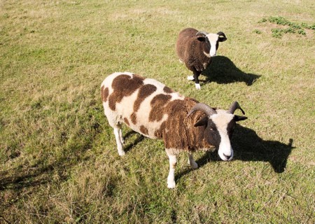 Jacob sheep grazing in field of smallholding, Shottisham, Suffolk, England, UK