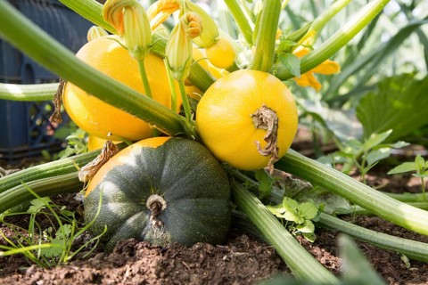 Close up at ground level of courgette zucchini plant growing yellow round fruit Suffolk, England,