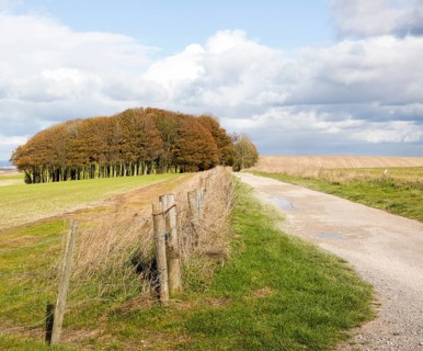 Beech copse on chalk scarp slope landscape on Ridgeway, west of Hackpen Hill, Broad Hinton,