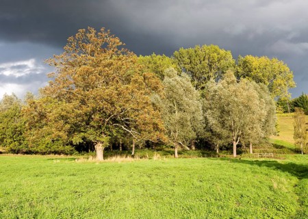Dramatic stormy sky bright sunshine on sycamore, willow and lime trees, Methersgate, Suffolk,