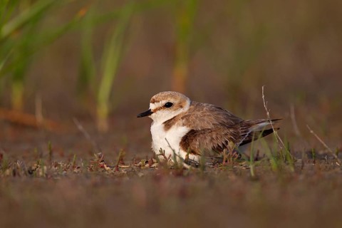 Kentish plover (Charadrius alexandrinus) Female breeding on the ground at the water's edge, Danube