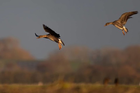 Bean goose (Anser fabalis), Texel, Netherlands