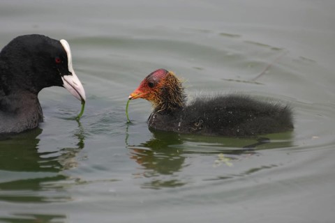 Common coot (Fulica atra), mother as a role model for young animal feeding, learning, swimming,