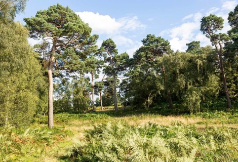 Heathland vegetation with Scots pine tree, Pinus sylvestris, Sutton Heath, near Shottisham,