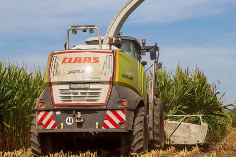 Rhineland-Palatinate, Germany: Maize harvesting (maize chopping) for the Alexanderhof biogas plant