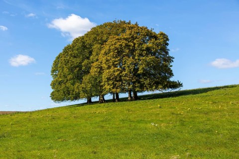 Landscape with copse of common beech trees blue sky on grassy green slope, Salisbury Plain,