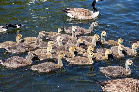 Branta canadensis Canadian geese Goslings on River Avon, Stratford- upon-Avon, Warwickshire,
