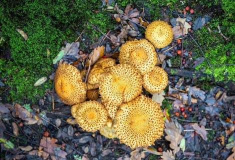 Shaggy Pholiota Squarrosa fungus growing under ancient oak tree, Butley, Suffolk, England, UK
