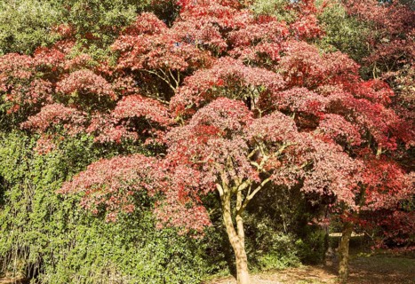 Japanese maple tree in autumn colour, Acer Palmatum, National arboretum, Westonbirt arboretum,