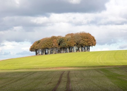 Beech copse on chalk scarp slope landscape on Ridgeway, west of Hackpen Hill, Broad Hinton,