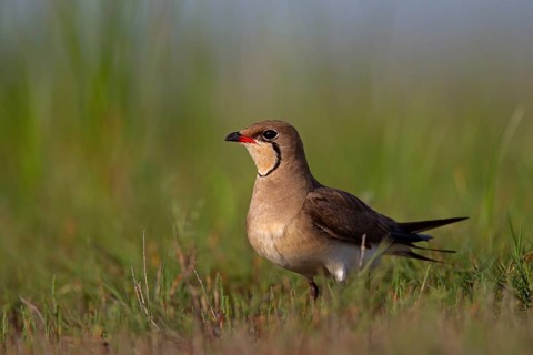 Collared pratincole (Glareola pratincola), Danube Delta Biosphere Reserve, Romania, Europe