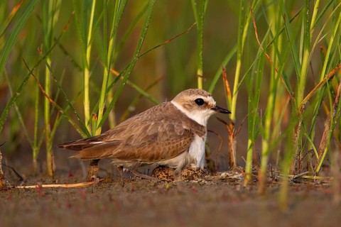 Kentish plover (Charadrius alexandrinus) Female breeding on the ground at the water's edge, Danube