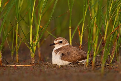Kentish plover (Charadrius alexandrinus) Female breeding on the ground at the water's edge, Danube