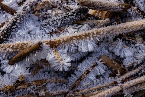 Severe frost has formed bizarre ice formations in the riverbed of the Gottleuba. Ice crystals on