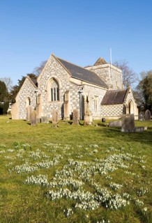 Showdrops in flower in churchyard of village parish church of Saint Thomas A Becket, Tilshead,