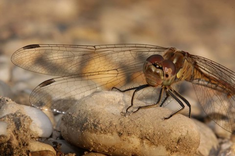 Female vagrant darter (Sympetrum vulgatum), pebble, soil, detail, macro, Warmsee, Illmitz,
