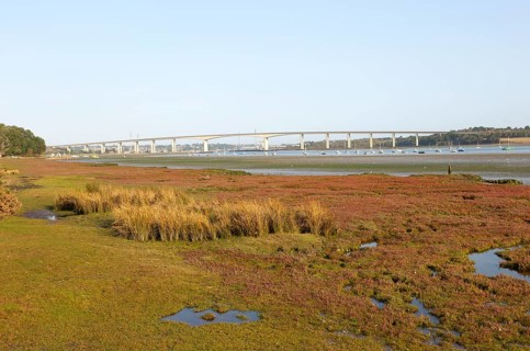Salt marsh vegetation on foreshore mud exposed low tide view of river and Orwell Bridge, Ipswich,