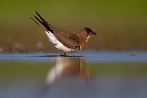 Collared pratincole (Glareola pratincola), Danube Delta Biosphere Reserve, Romania, Europe