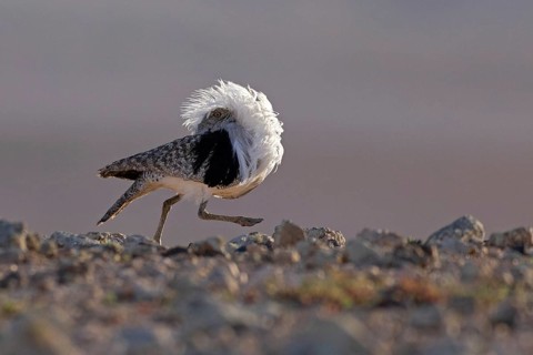 Saharan Houbara Bustard (Chlamydotis undulata fuertaventurae), mating male, Fuerteventura, Spain,