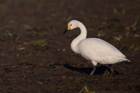 Tundra Swan, Texel, Netherlands