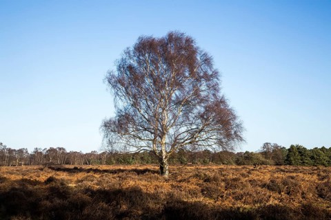 Single silver birch tree, Betula pendula, standing alone in winter heathland, Suffolk, Sandlings,
