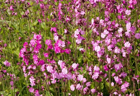 Red campion, Silene dioica, flowering chalk upland grassland Salisbury Plain, near Tilshead,