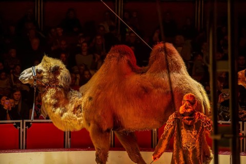 Ludwigshafen 24.12.2023: Performance of the Ludwigshafen Christmas Circus on Christmas Eve