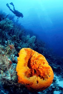 Diving in the Caribbean, Caribbean, Central America