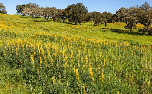 Yellow flowers of lupin plants, Lupine Albus in a field with cork oak trees, Quercus suber, near