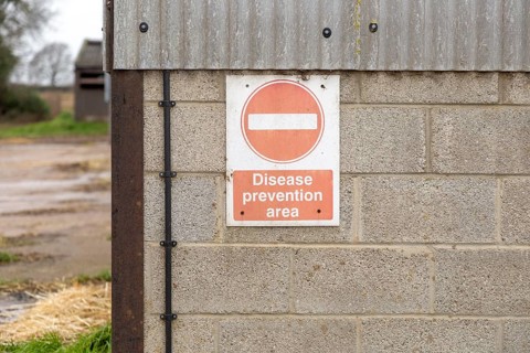 No entry diseases prevention area sign on indoor piggery unit, Sutton, Suffolk, England, UK