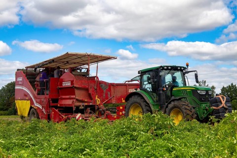 Agriculture harvest of industrial potatoes in the Palatinate. In contrast to table potatoes, these