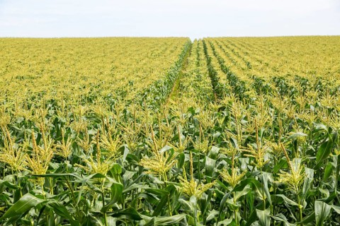 Crop of sweetcorn growing in hillside field, Butley, Suffolk, England, UK