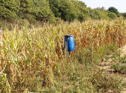 Blue bird feeder bin in sweet corn patch of field for feeding game birds such as pheasants,