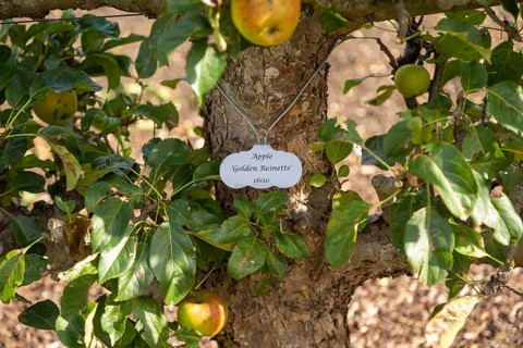 Apple variety Golden Reinette from 1600 in the walled organic Kitchen Garden, Audley End House,