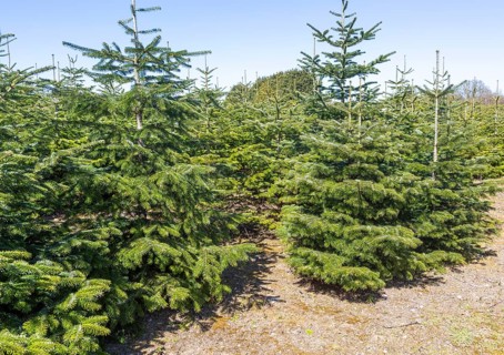 Nordmann Fir Christmas trees, Abies nordmanniana, at Swanns plant nursery, Bromewell, Suffolk,
