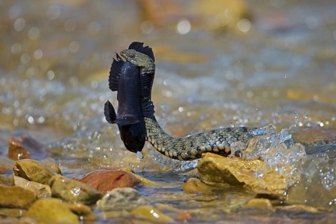 Dice snake (Natrix tessellata) on its way to the shore with preyed round goby (Neogobius