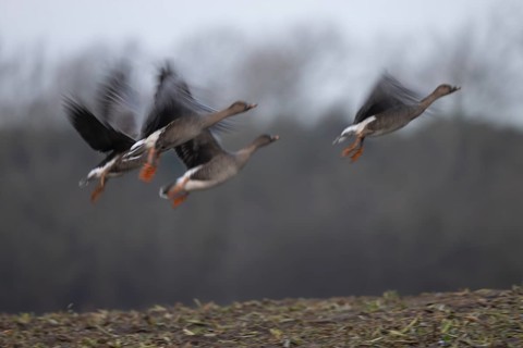 Bean goose (Anser fabalis), Texel, Netherlands