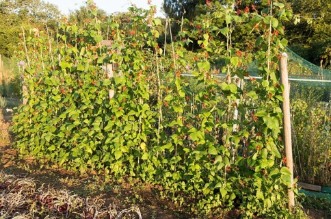 Runner beans, Phaseolus coccineus, red flowers growing in summer allotment, Shottisham, Suffolk,