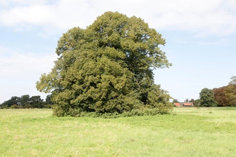 Common lime tree standing alone in field late summer early autumn, Sutton, Suffolk, England, United