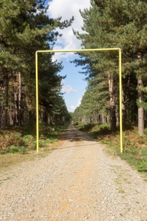 Rows of coniferous pine trees in forestry plantation, Rendlesham Forest, Suffolk, England, UK,