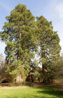Wellingtonia tree, sequioadendron giganteum, National arboretum, Westonbirt arboretum,