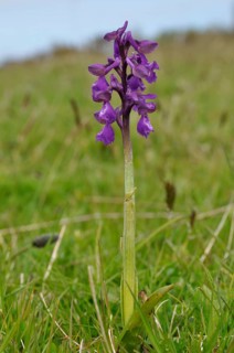 Orchis mascula in a meadow