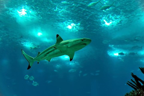 Shark in saltwater aquarium, Lisbon, Lisboa in Portugal