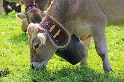 Traditional cattle drive or cattle seperation . As here in the Allgaeu, the cattle are driven down