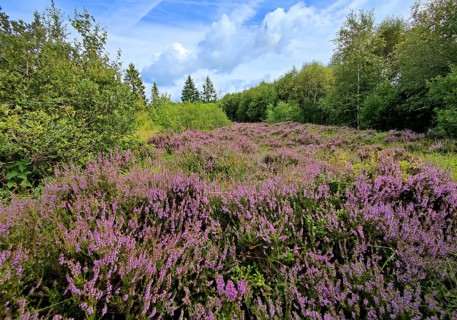 Flowering heather (Ericaceae), Hohes Venn, high moor, Monschau, North Rhine-Westphalia, Germany,