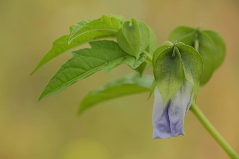 Bladder cherry (Physalis alkekengi), blossom, branch, nature photography, Wicker, Floersheim,