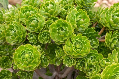 Sempervivum plant close up from above looking down, Cabo de Gata Natural Park, Almeria, Spain,