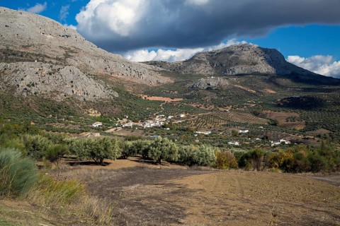 Olive trees near village of Aldea de Guaro, Periana, Axarquia, Andalusia, Spain limestone mountains